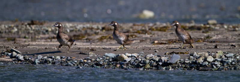 Harlequin Ducks On Riverbank